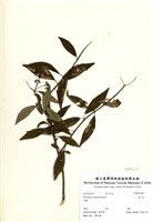 藏品(華八仙)的圖片